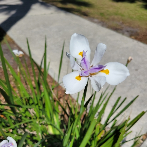 Meet your Posher, Samantha - Picture 1 of 2